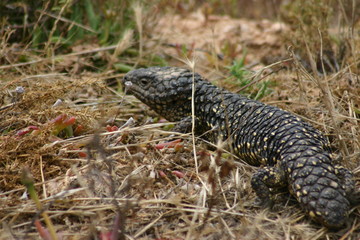 australie faune (1)