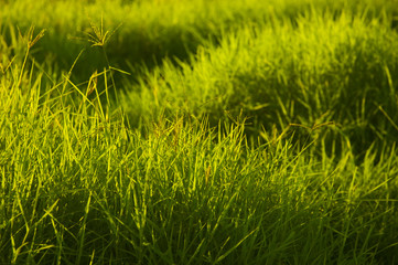 backlit grass