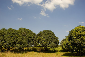 Fototapeta premium mango orchard