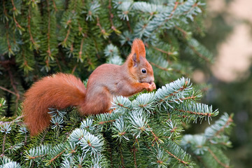 eichhoernchen n°1 © jwolfram