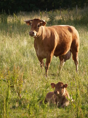 vache et son veau
