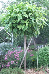 catalpha trompetenbaum