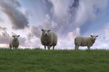 Cercles muraux Moutons sheep family