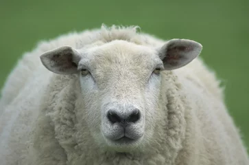 Papier Peint photo autocollant Moutons mouton en été