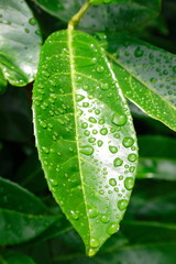 water drops on leaf - 904884