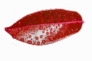 red leaf with water drops