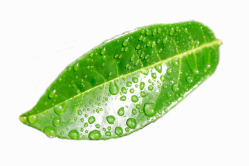 green leaf with water drops - 905034