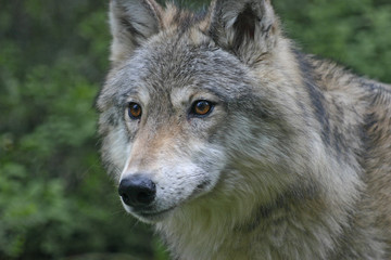 gray wolf