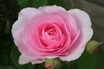 rose close-up, pink fading to white