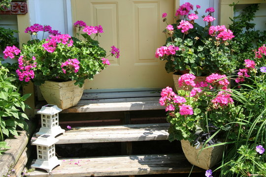 front steps with geraniums