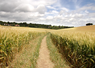 footpath through a cornfield © Chris Lofty