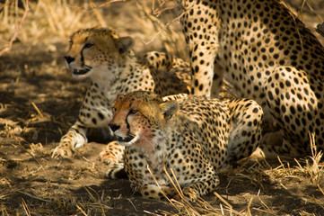 Fototapeta na wymiar gepard po obiedzie