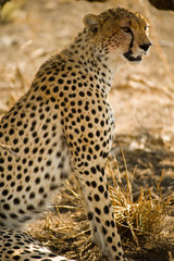 cheetah in the shade