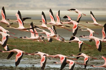 Fotobehang flamingos © Sebastien Burel