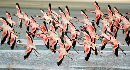 flamingoes flying low