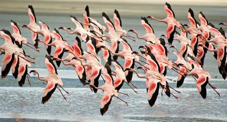 Zelfklevend Fotobehang laagvliegende flamingo& 39 s © Sebastien Burel