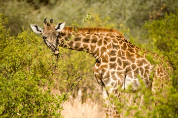 giraffe