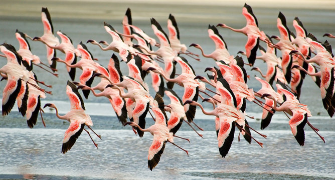 Fototapeta flamingoes flying low