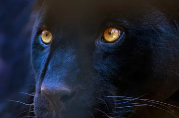 Fototapete Panther die Augen eines Raubtiers