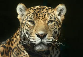 Abwaschbare Fototapete Panther das Aussehen eines Raubtiers