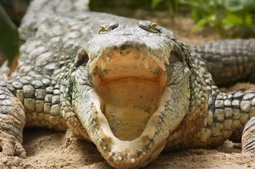 Photo sur Aluminium Crocodile crocodile