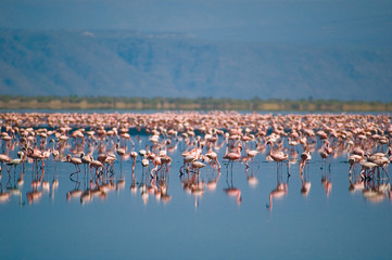 Obraz premium flamingos of natron