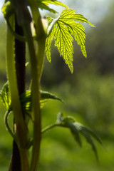 morning in a vineyard