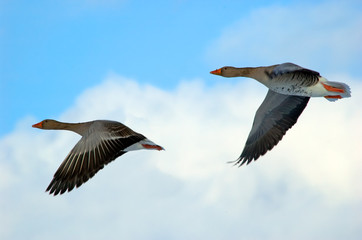 flying geese