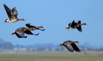 flying geese