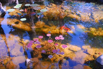 Obraz na płótnie Canvas goldfish lily pond