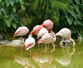 a group of chilean flamingo