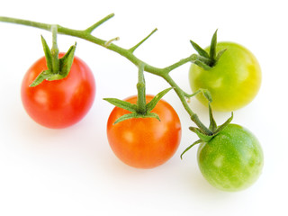 evolution tomate-cerise 3