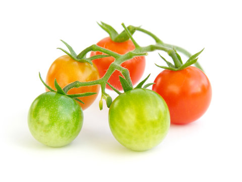 evolution tomate-cerise