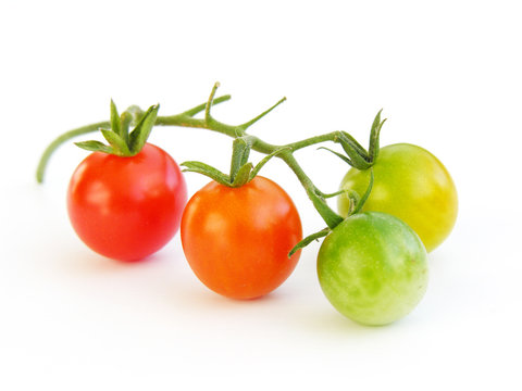 evolution tomate-cerise 1
