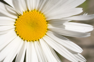 stock photo of a shasta daisy