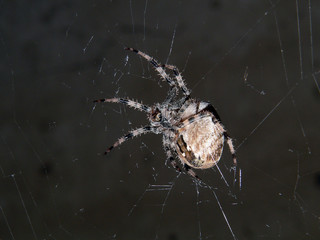 spider
