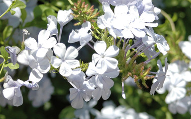 white flowers