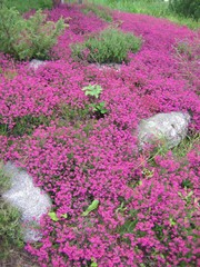 pink flowers - scottish heather