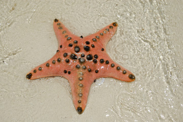 starfish