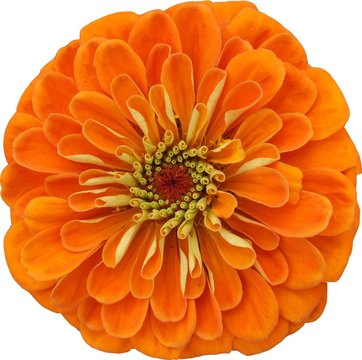 Zinnia