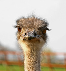 portrait of the ostrich