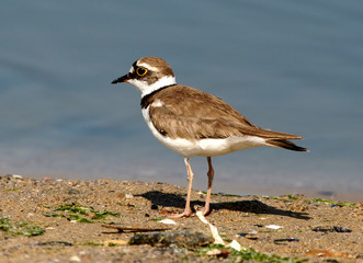 small plover