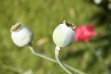 poppy in poland