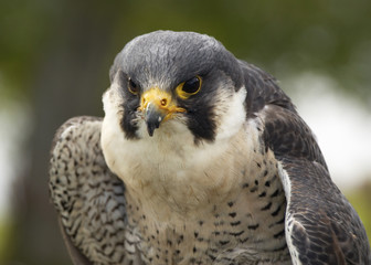 falcon