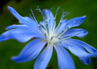 a blue flower of chicory