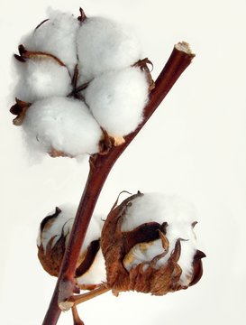 cotton plant with white seed-vessels
