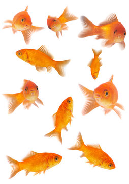 goldfishes