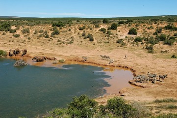 Fototapeta na wymiar éléphants et zèbres à un plan d'eau