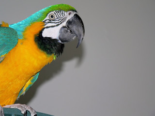 macaw6