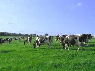 Papier Peint photo Lavable Vache vaches